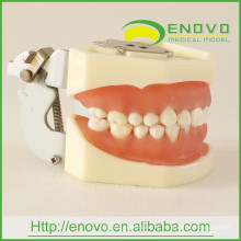 Modelo dental dental removível macio dos dentes EN-L1 para a cabeça fantasma